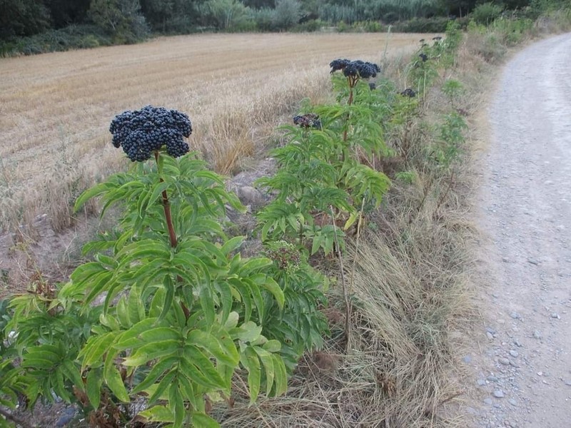 Dwarf Elderberry photo 2
