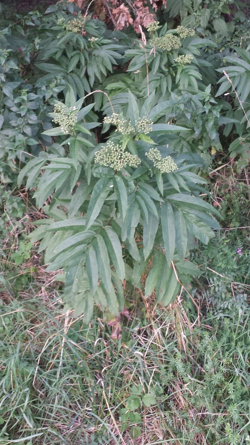 Dwarf Elderberry photo 3