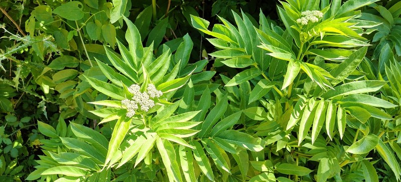 Dwarf Elderberry photo 4