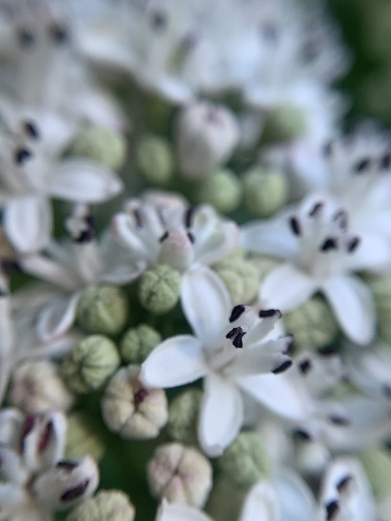 Dwarf Elderberry photo 5