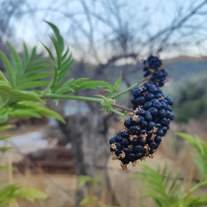 Dwarf Elderberry photo 6
