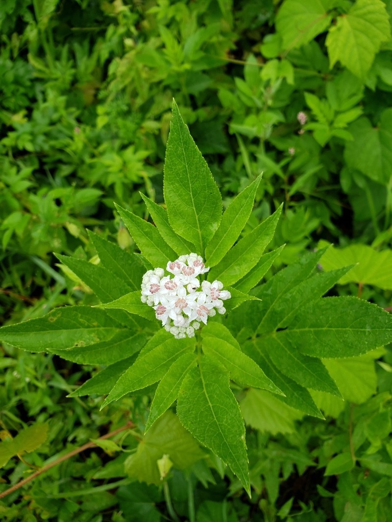 Dwarf Elderberry photo 7