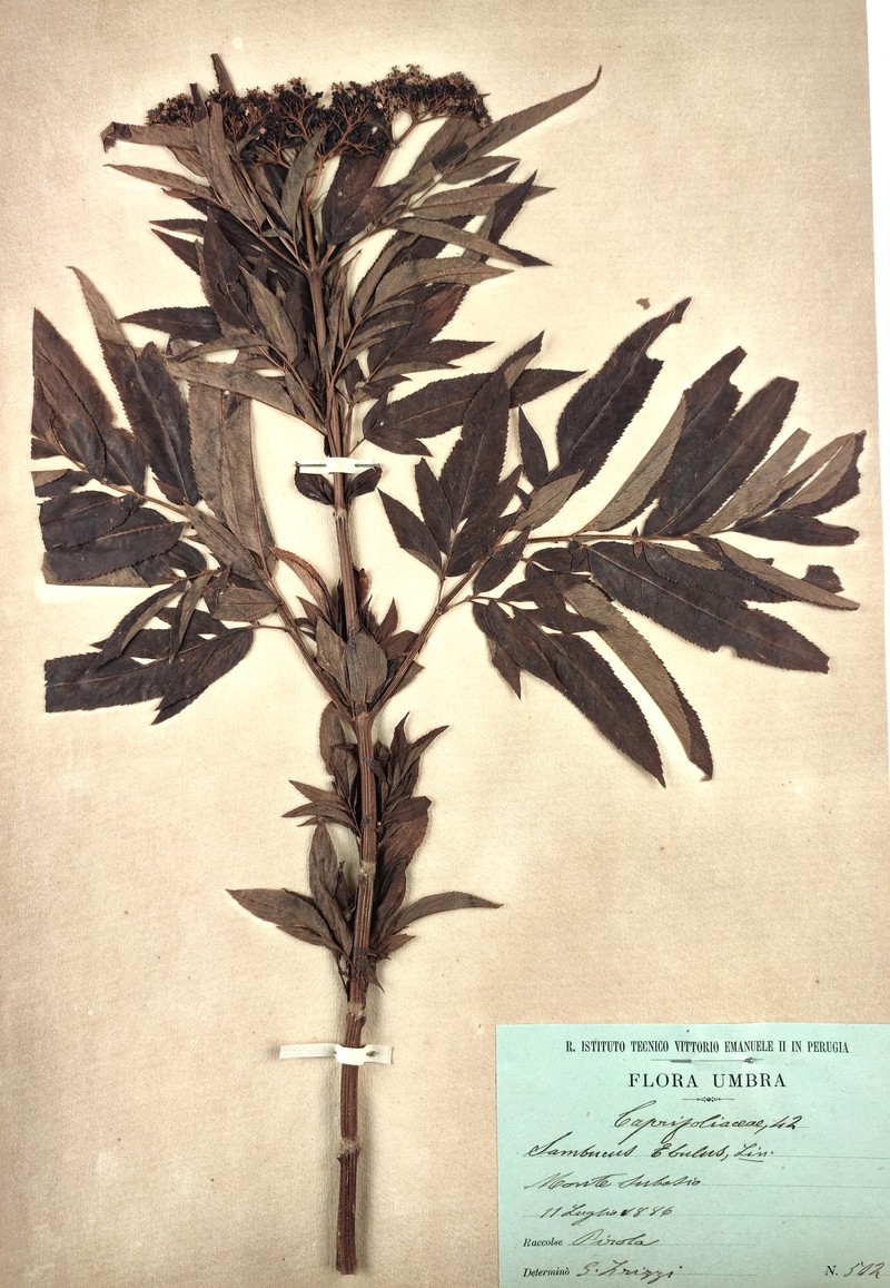 Dwarf Elderberry photo 4