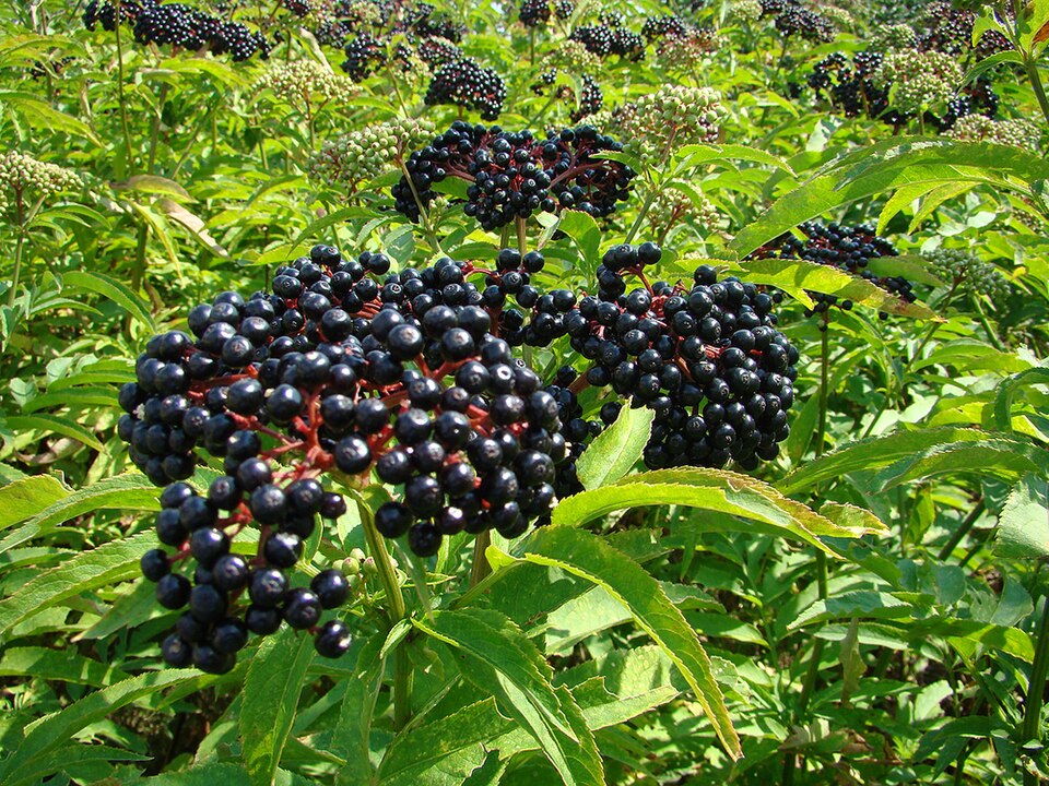 Dwarf Elderberry photo 5