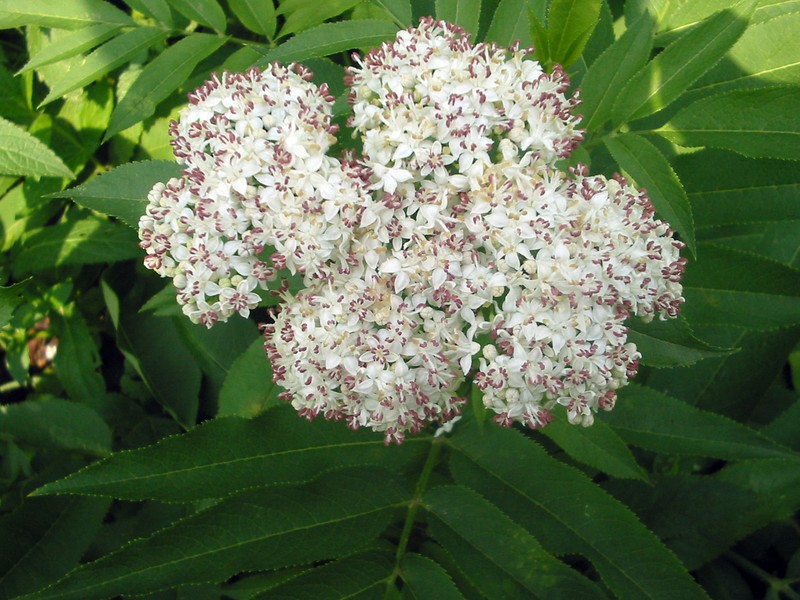 Dwarf Elderberry