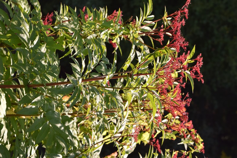 Dwarf Elderberry photo 2