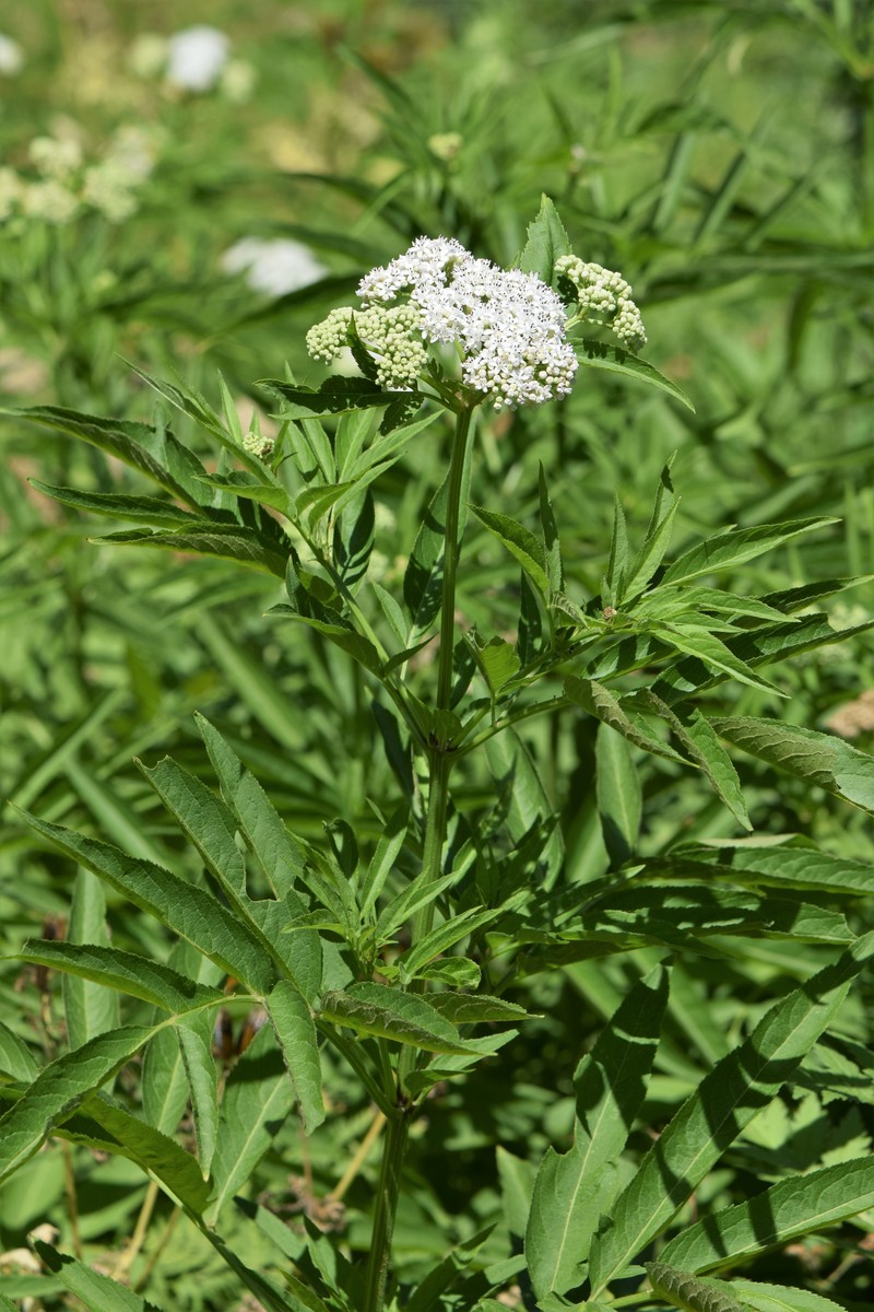 Dwarf Elderberry photo 3