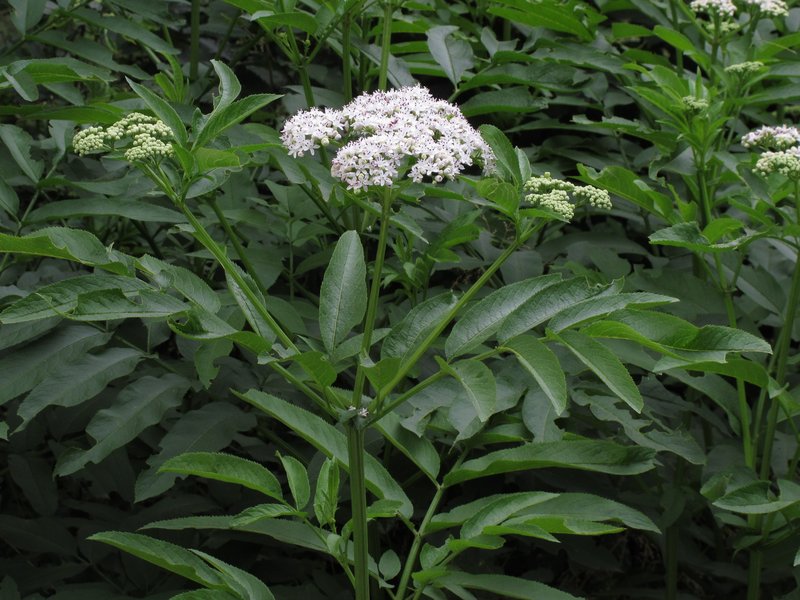 Dwarf Elderberry photo 7