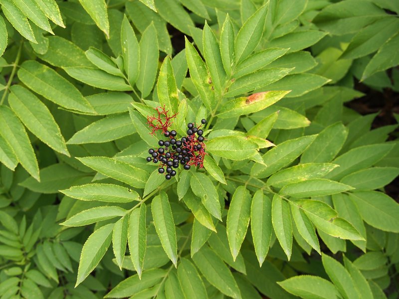 Dwarf Elderberry photo 8