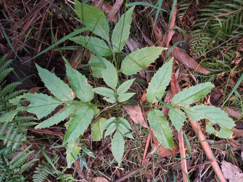 Sambucus gaudichaudiana photo 2