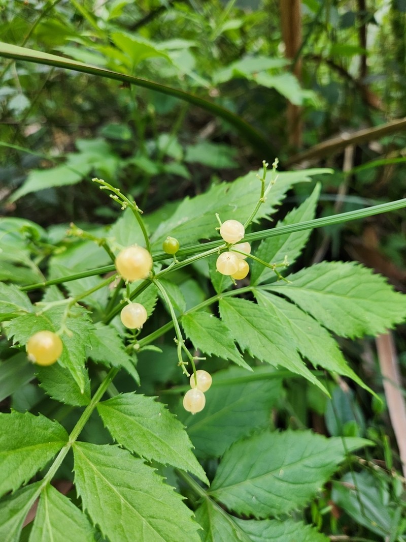 Sambucus gaudichaudiana photo 3