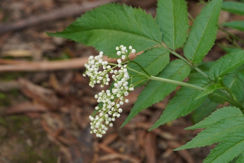 Sambucus gaudichaudiana photo 4