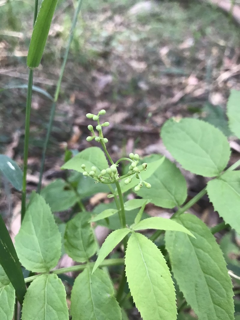 Sambucus gaudichaudiana photo 5