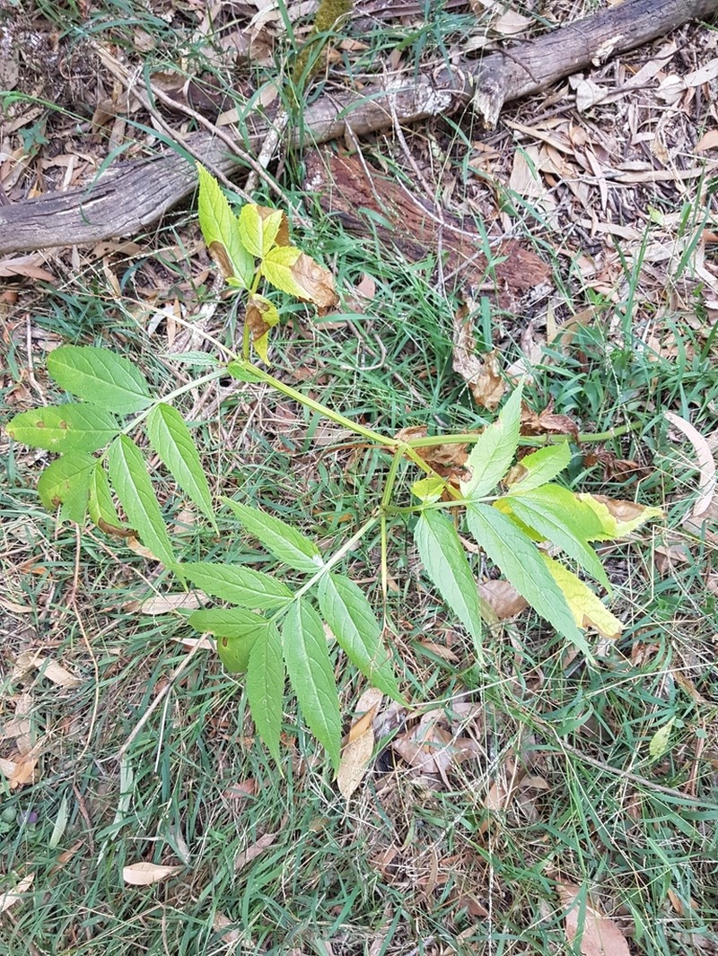 Sambucus gaudichaudiana photo 6