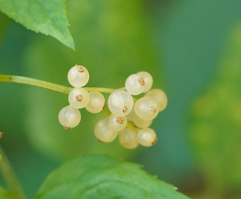 Sambucus gaudichaudiana photo 7