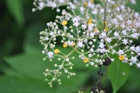 Sambucus javanica