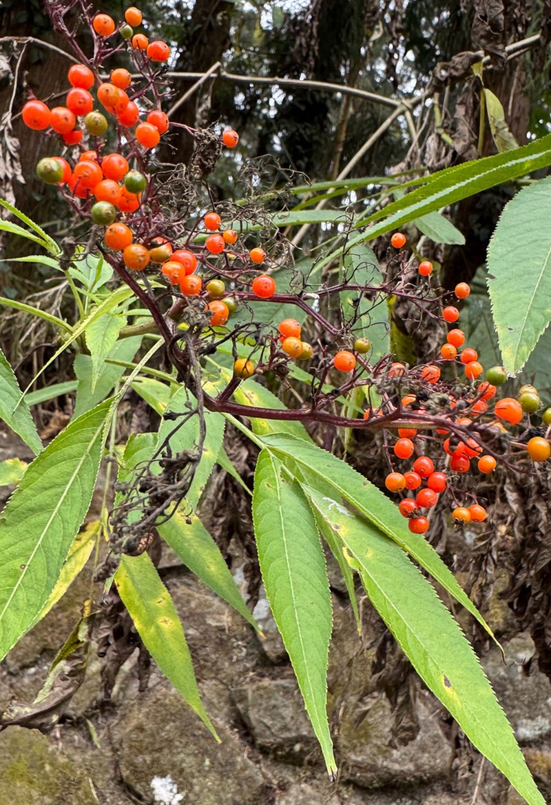 Sambucus javanica photo 2