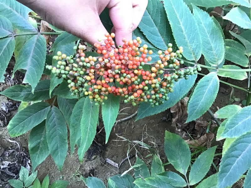 Sambucus javanica photo 3