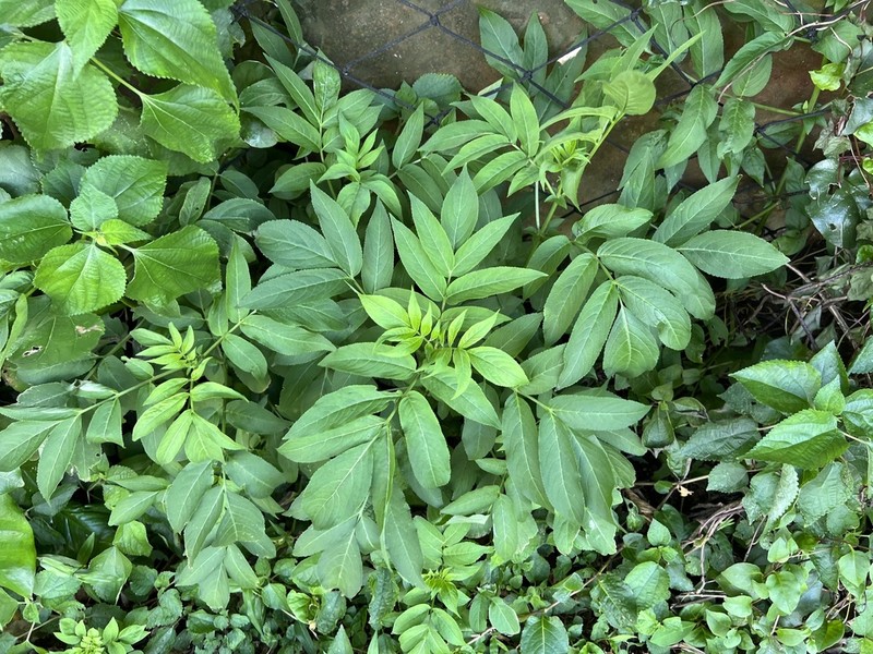 Sambucus javanica photo 4