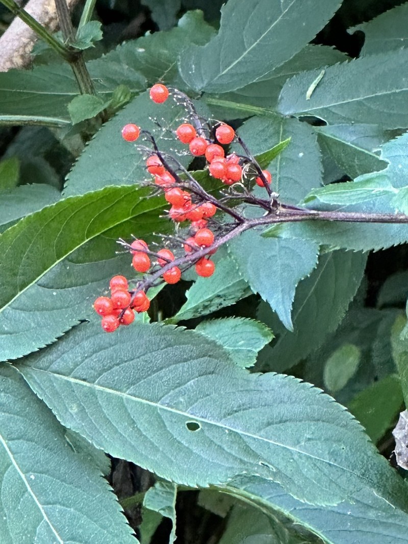 Sambucus javanica photo 5