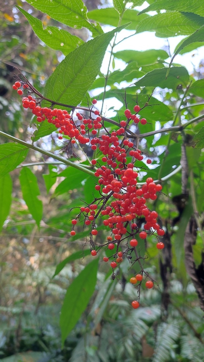 Sambucus javanica photo 6