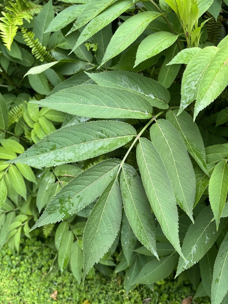 Sambucus javanica photo 7