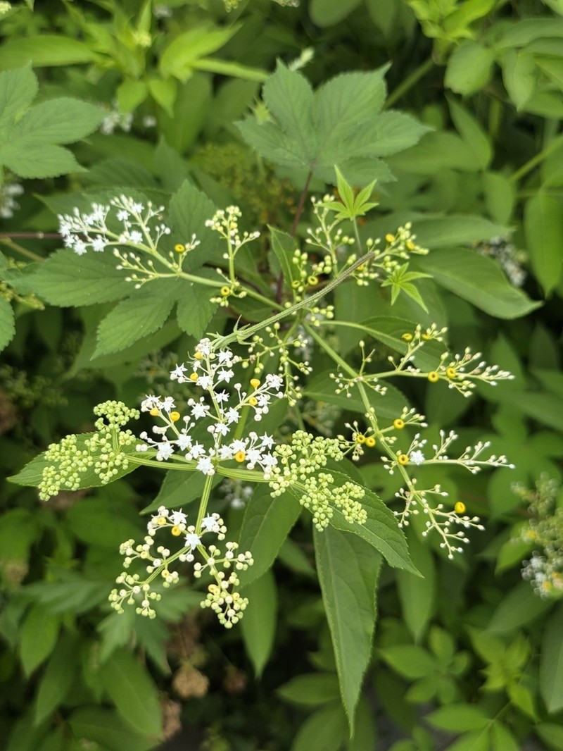 Sambucus javanica photo 8