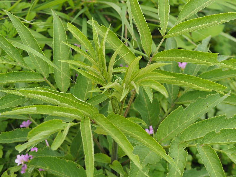 Sambucus javanica subsp. chinensis