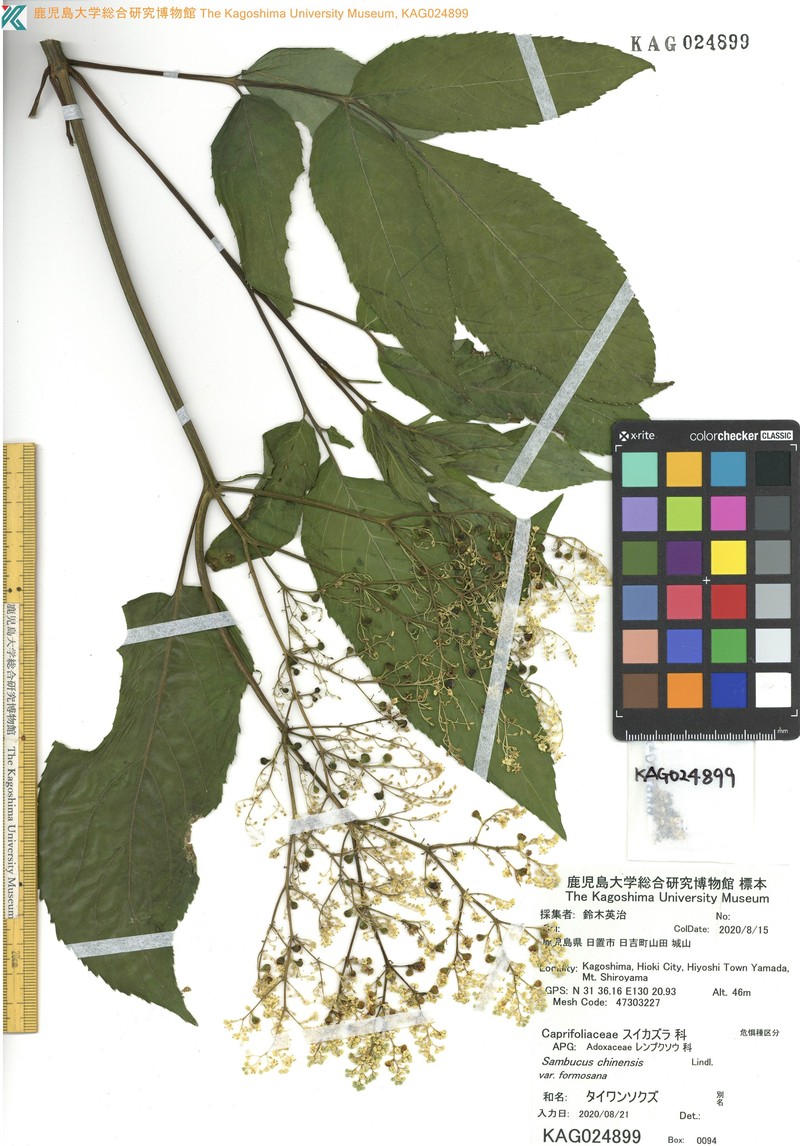 Sambucus javanica subsp. chinensis photo 2