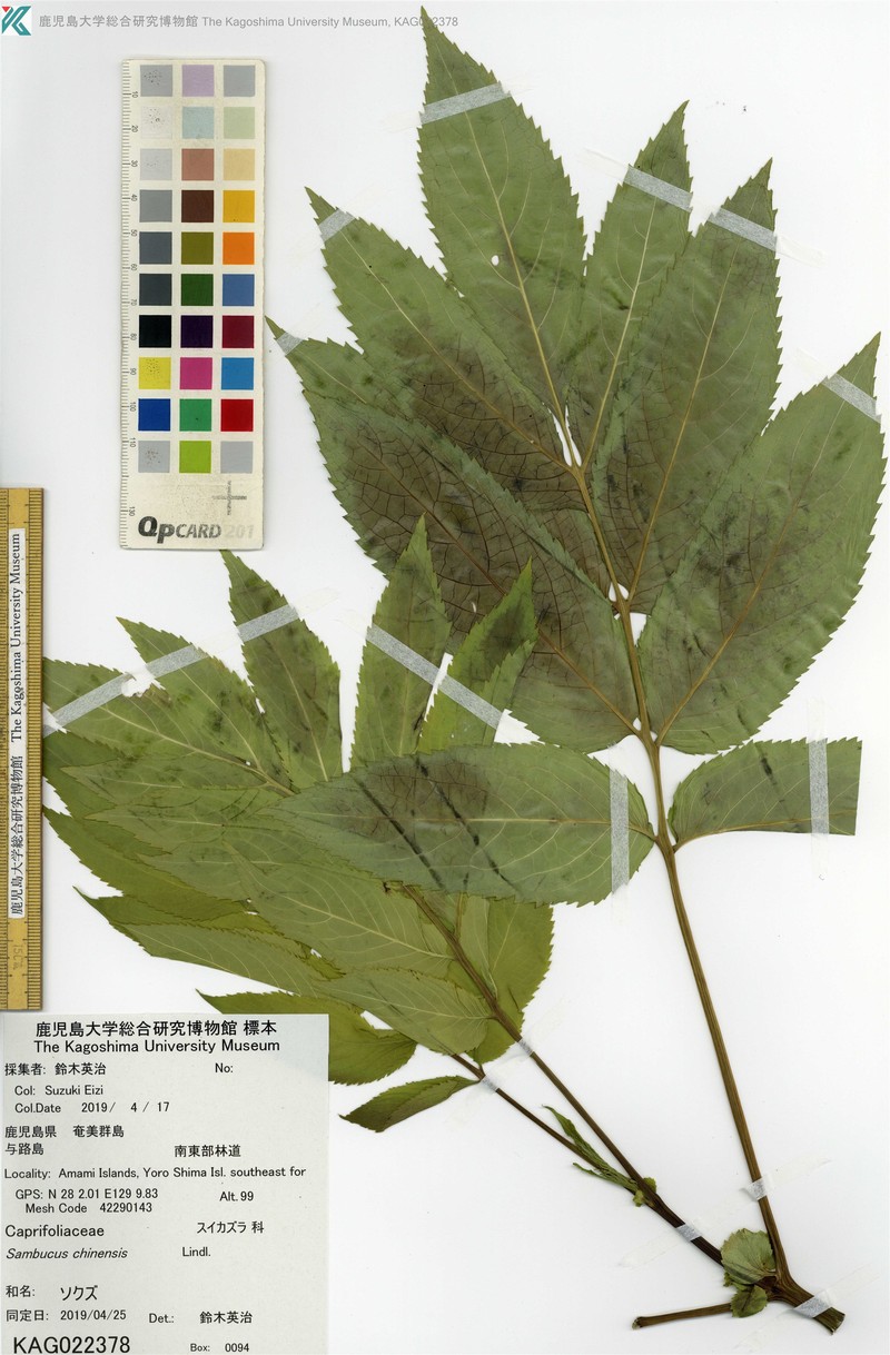 Sambucus javanica subsp. chinensis photo 3