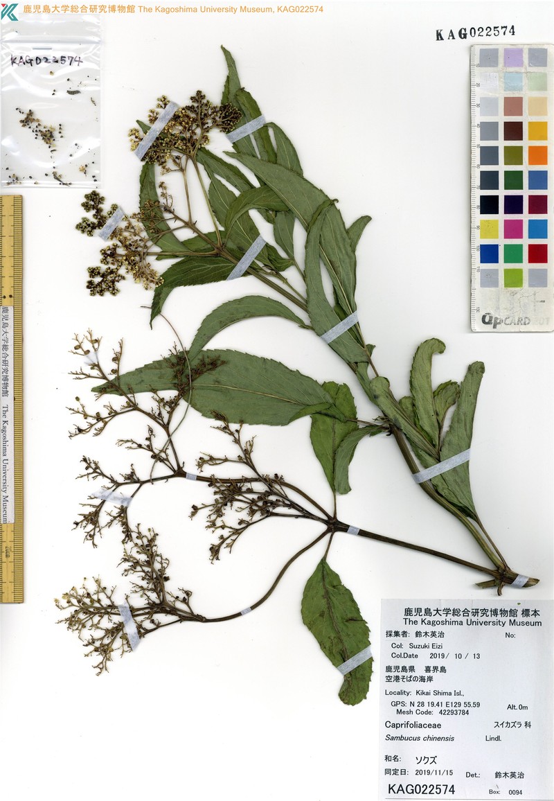 Sambucus javanica subsp. chinensis photo 4