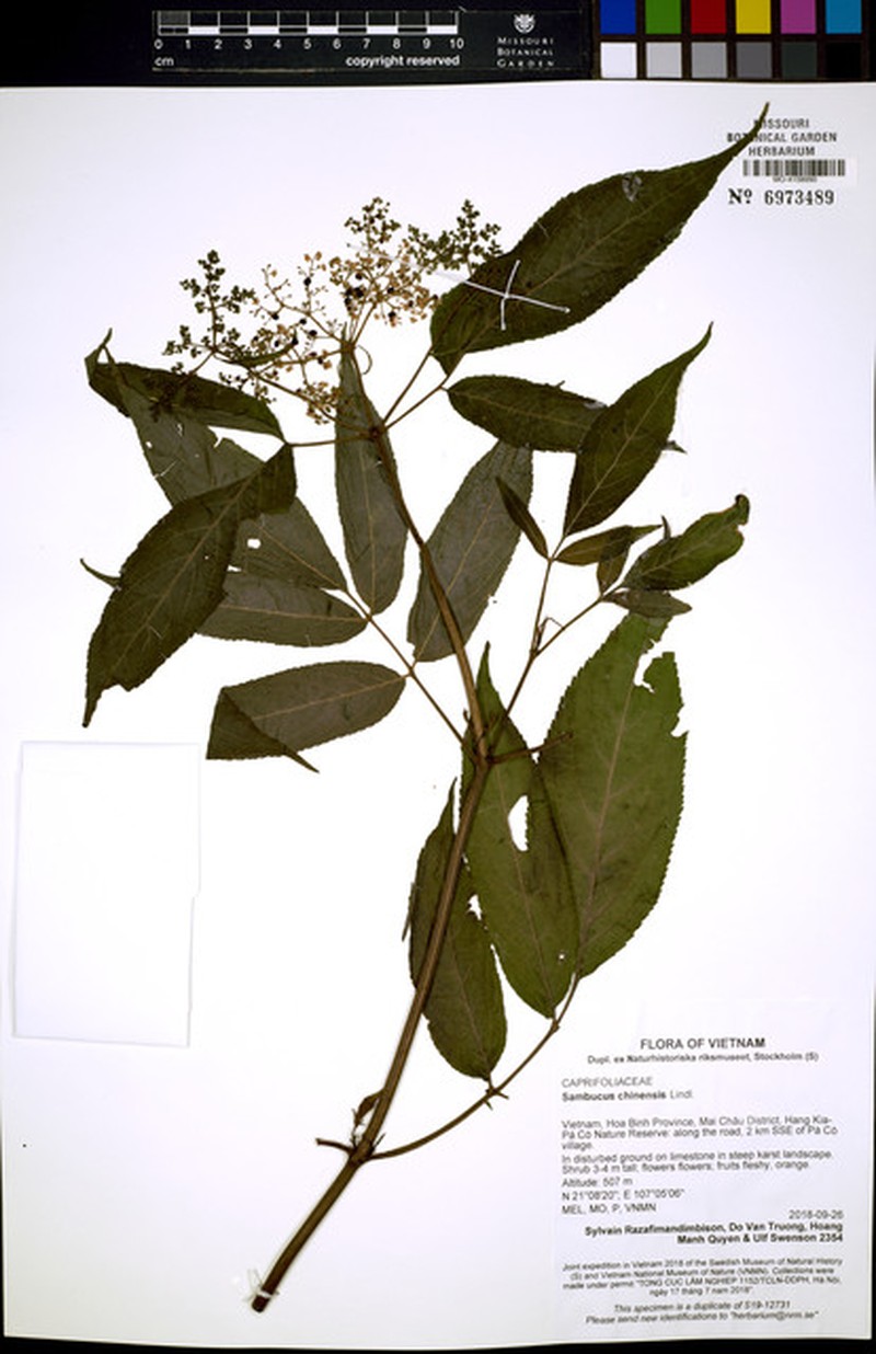 Sambucus javanica subsp. chinensis photo 5