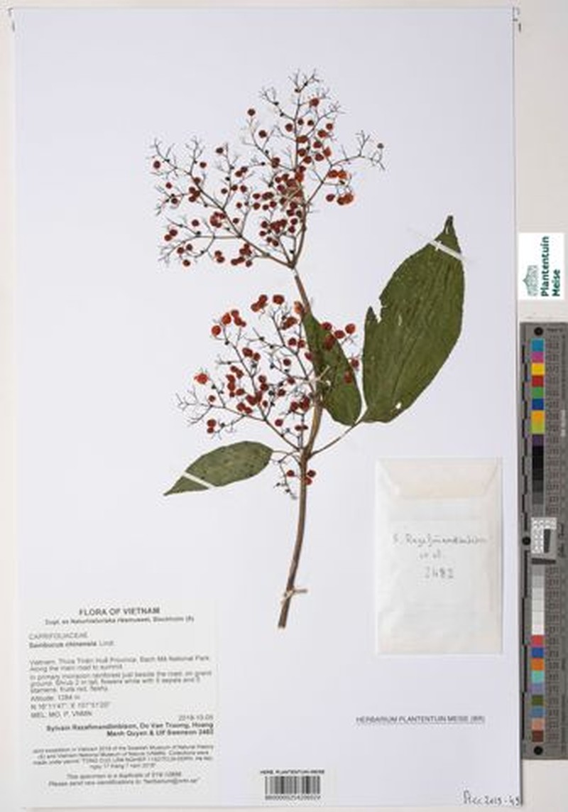 Sambucus javanica subsp. chinensis photo 6