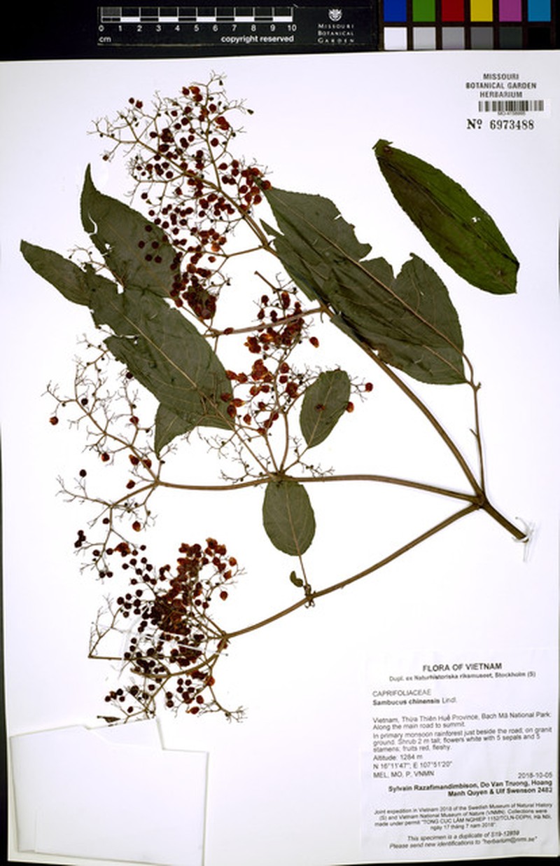Sambucus javanica subsp. chinensis photo 7