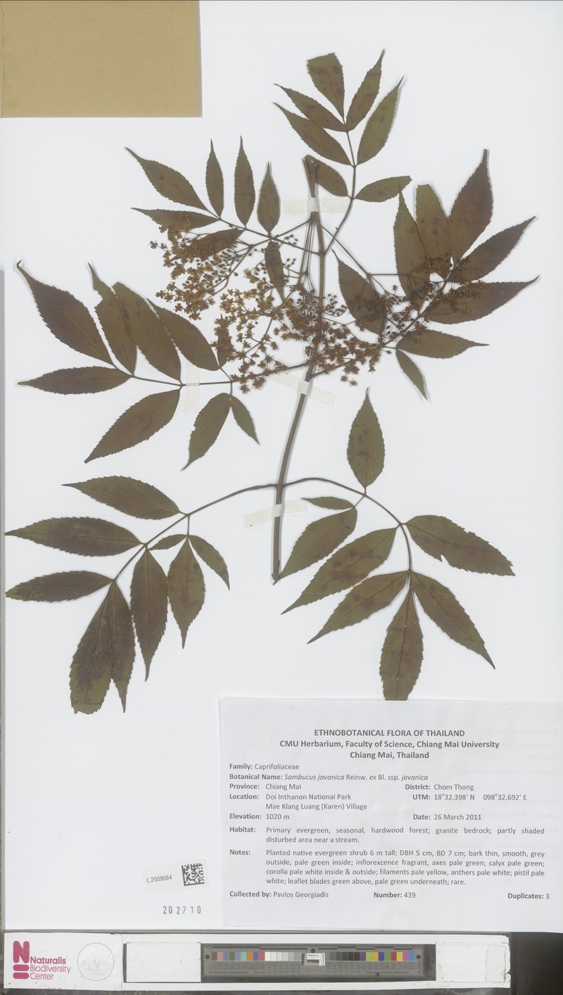Sambucus javanica subsp. javanica