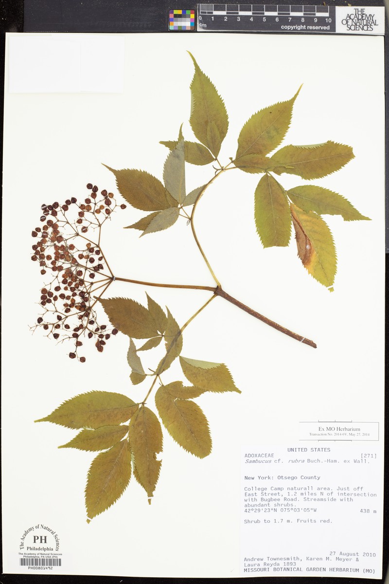 Sambucus javanica subsp. javanica photo 2