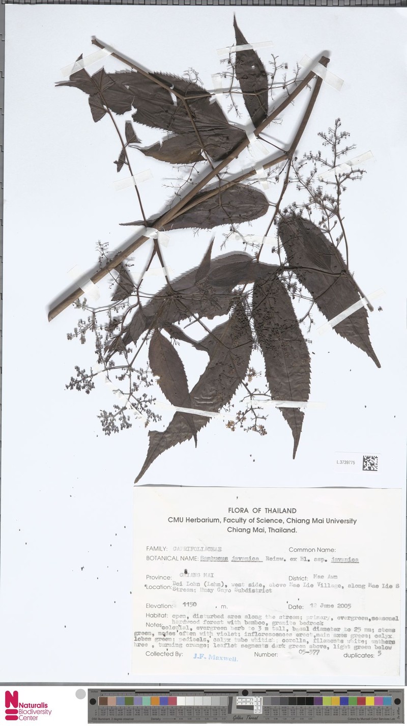 Sambucus javanica subsp. javanica photo 4
