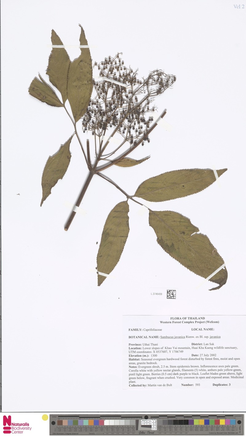 Sambucus javanica subsp. javanica photo 5