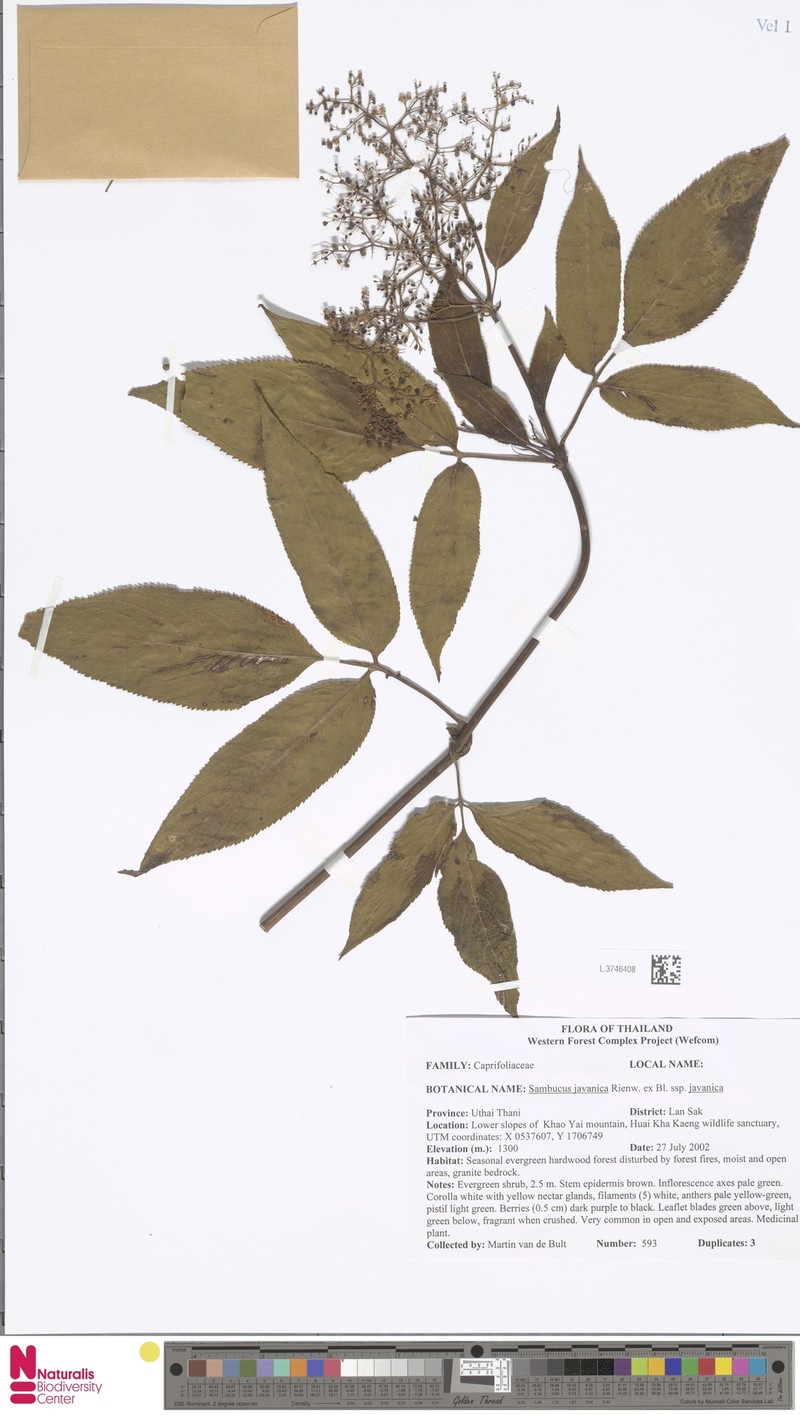 Sambucus javanica subsp. javanica photo 6