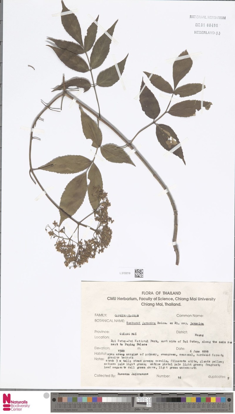 Sambucus javanica subsp. javanica photo 8