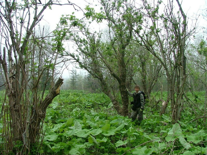 Sambucus kamtschatica