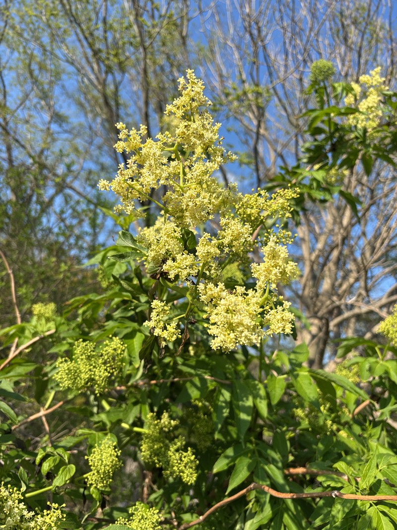 Sambucus kamtschatica photo 3