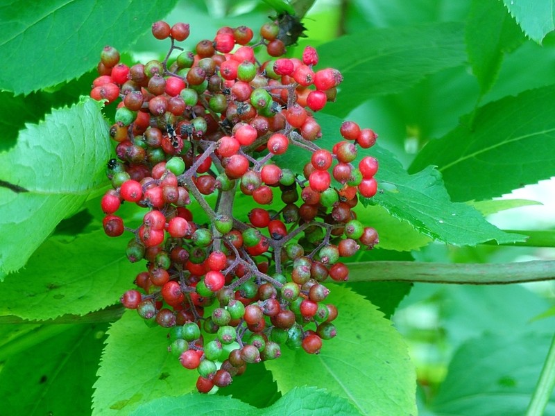 Sambucus kamtschatica photo 6