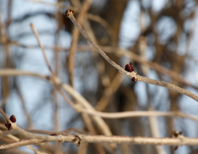 Sambucus kamtschatica photo 8
