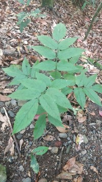 Sambucus lanceolata