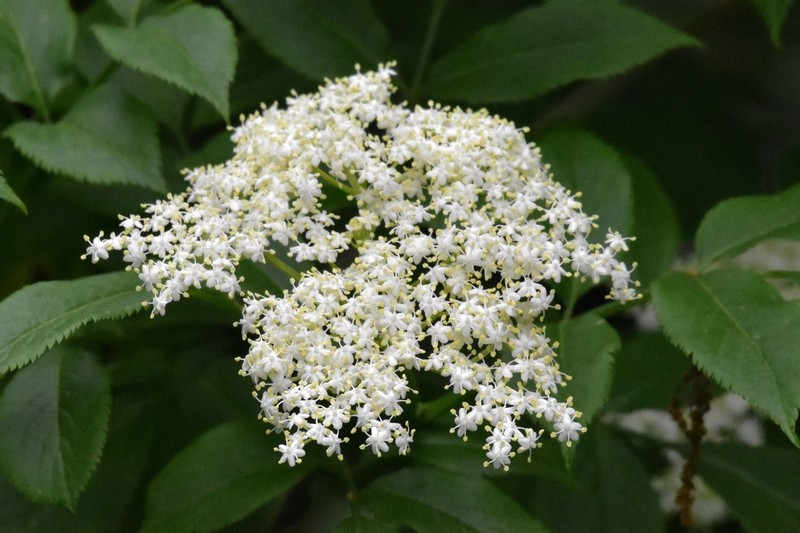 Sambucus lanceolata photo 2