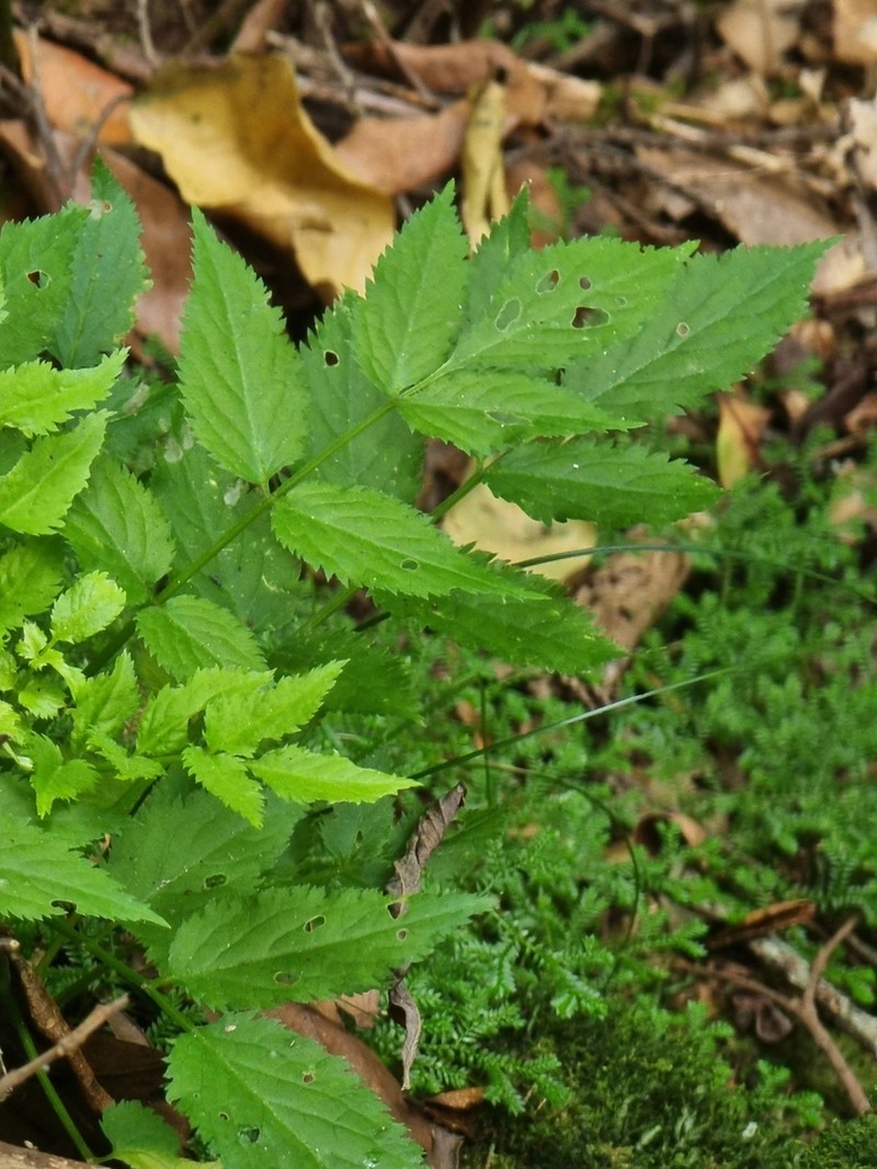 Sambucus lanceolata photo 3