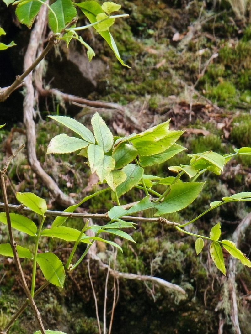Sambucus lanceolata photo 4