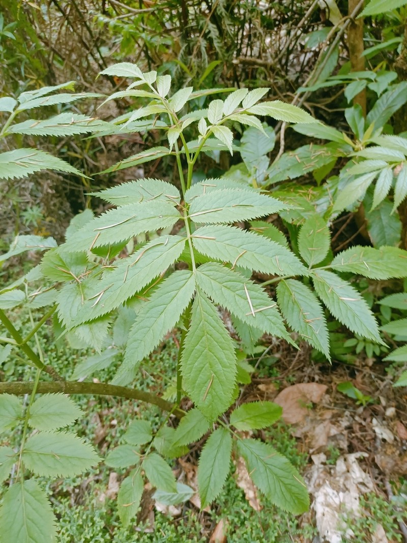 Sambucus lanceolata photo 5