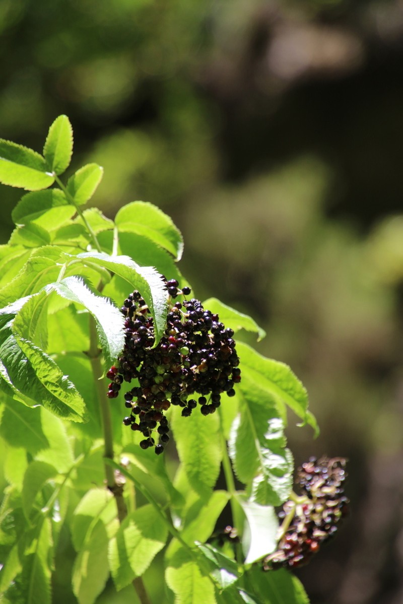 Sambucus lanceolata photo 6